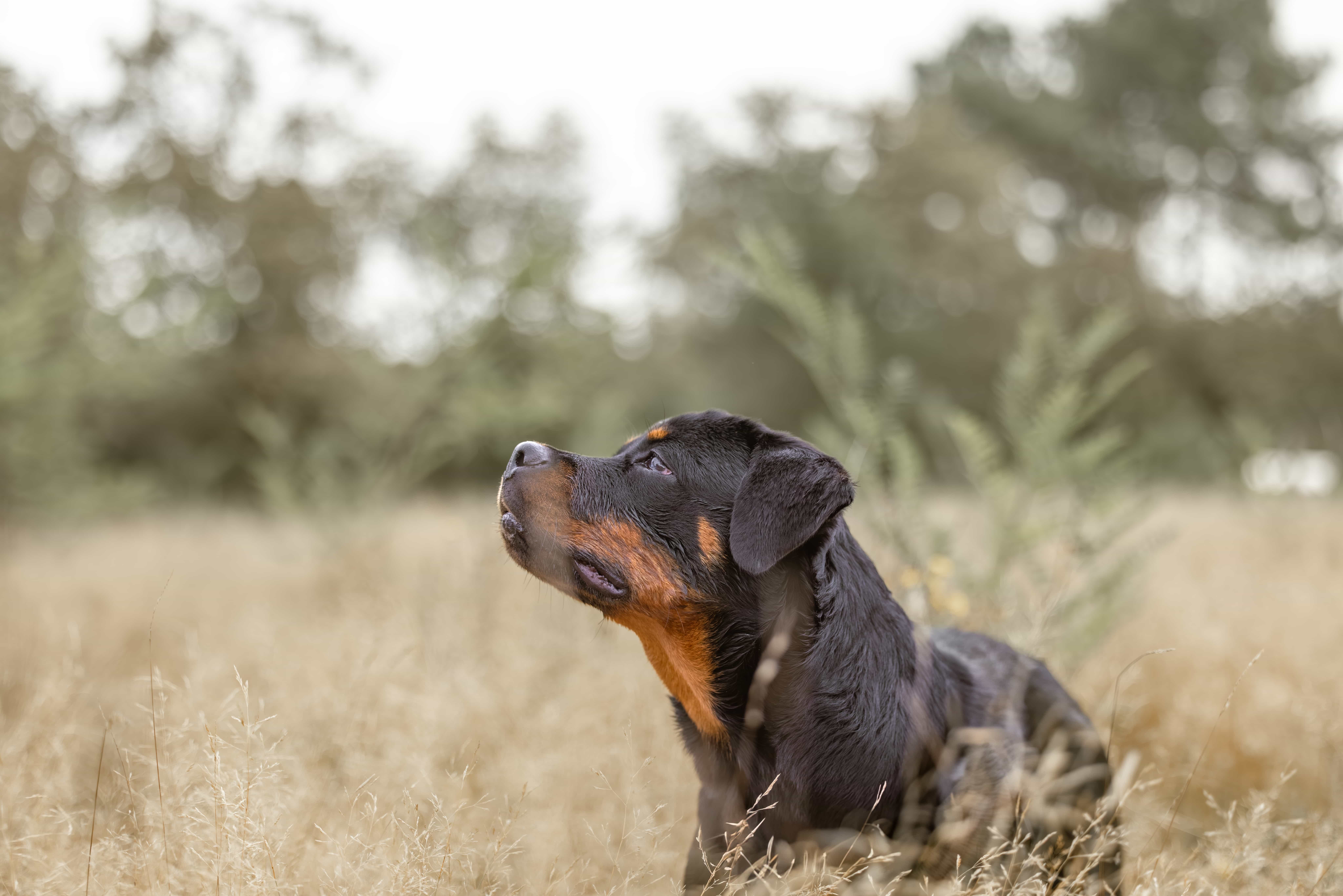 avoir un Rottweiler en France