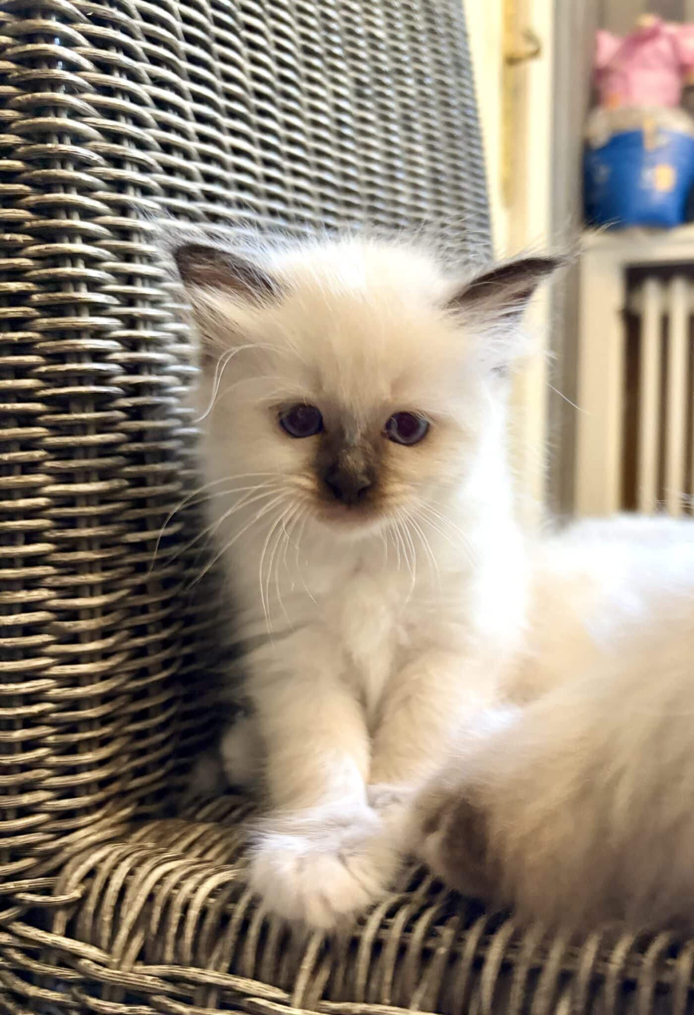 Namy arrive bientôt à la maison : notre future petite sacrée de Birmanie 2 sacré de birmanie