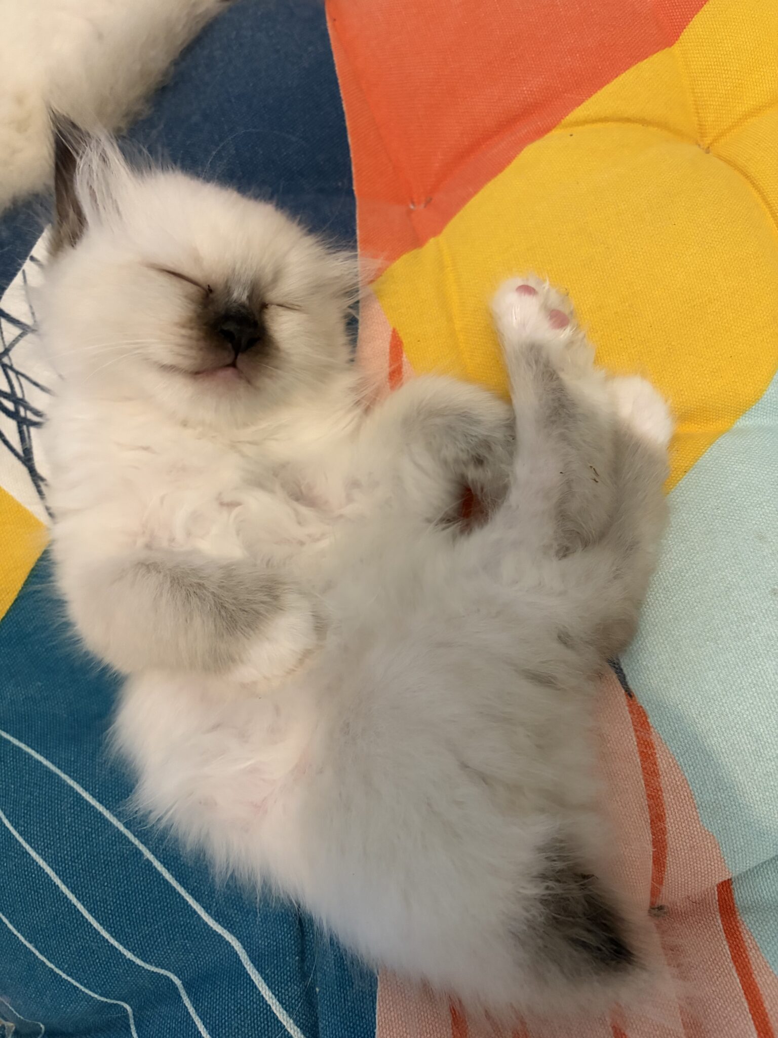 chaton Sacre de Birmanie 1 scaled